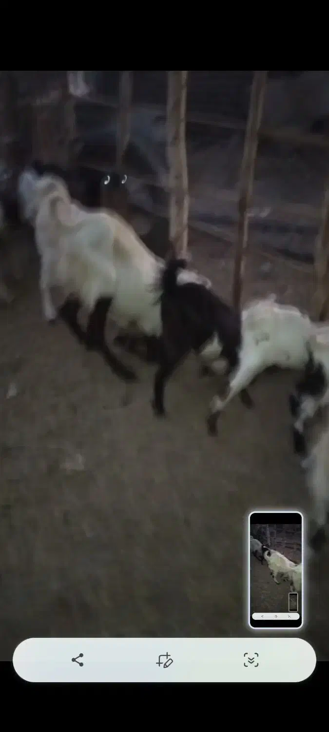 فروش گوسفند|حیوانات مزرعه|جناح, |دیوار