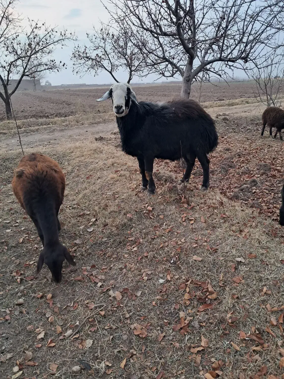 قوچ قرچال سرسفید|حیوانات مزرعه|کشکسرای, |دیوار