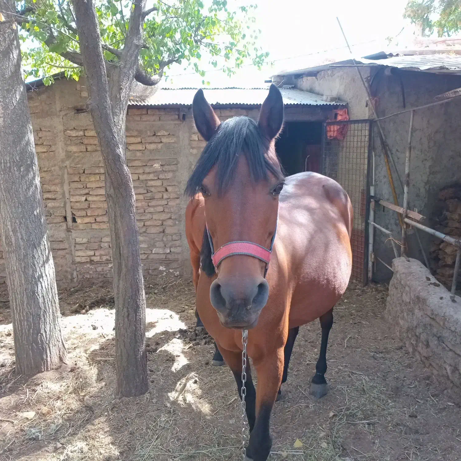 مادیان کرد|اسب و تجهیزات اسبسواری|طالقان, |دیوار