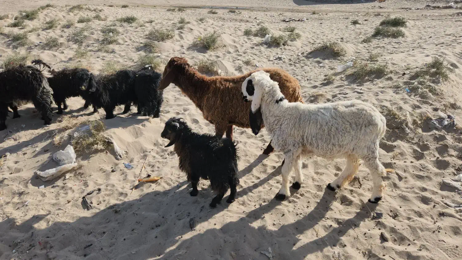 دوتا بره نر و۵تا کره نر برای داشت خوابنده|حیوانات مزرعه|زابل, |دیوار