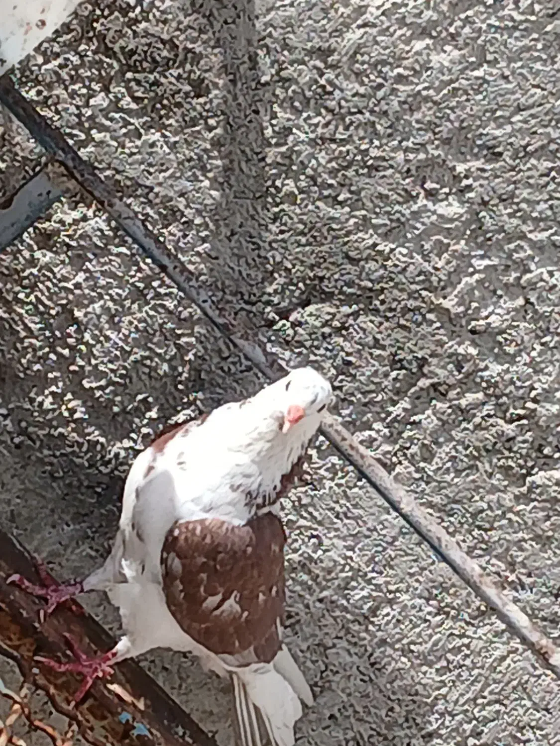 کبوتر یال گلی|پرنده|کوه چنار, |دیوار