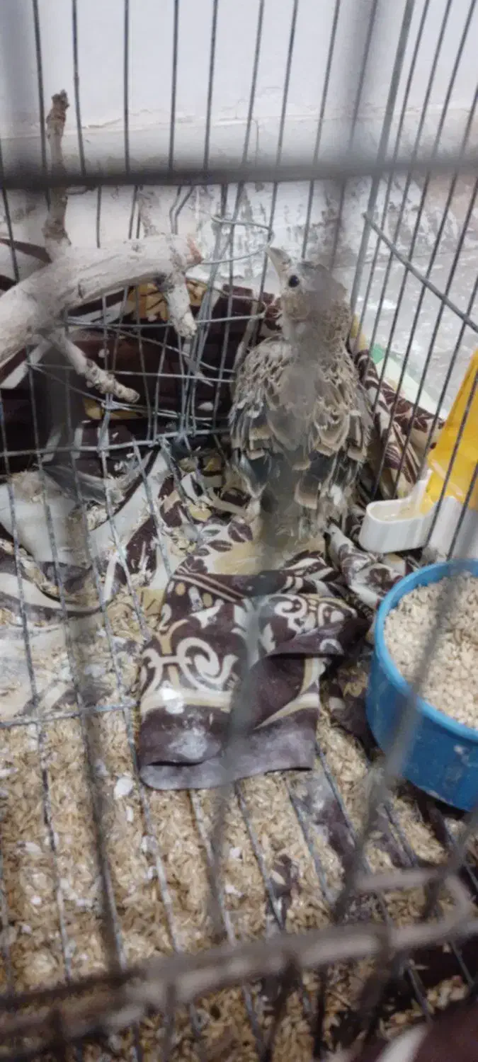 خانه|پرنده|اردکان, |دیوار