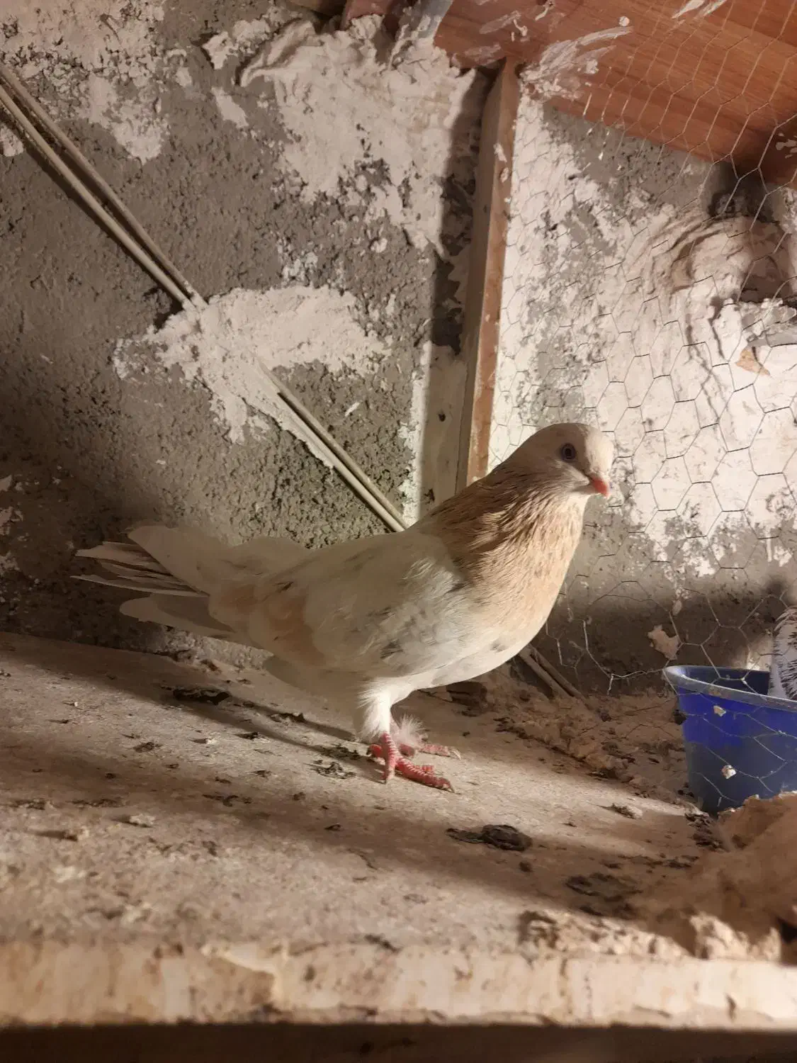 کفتر زردی|پرنده|نسیمشهر, |دیوار