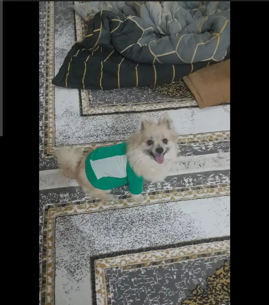 توله اشپیتیز|سگ|آستانه اشرفیه, |دیوار