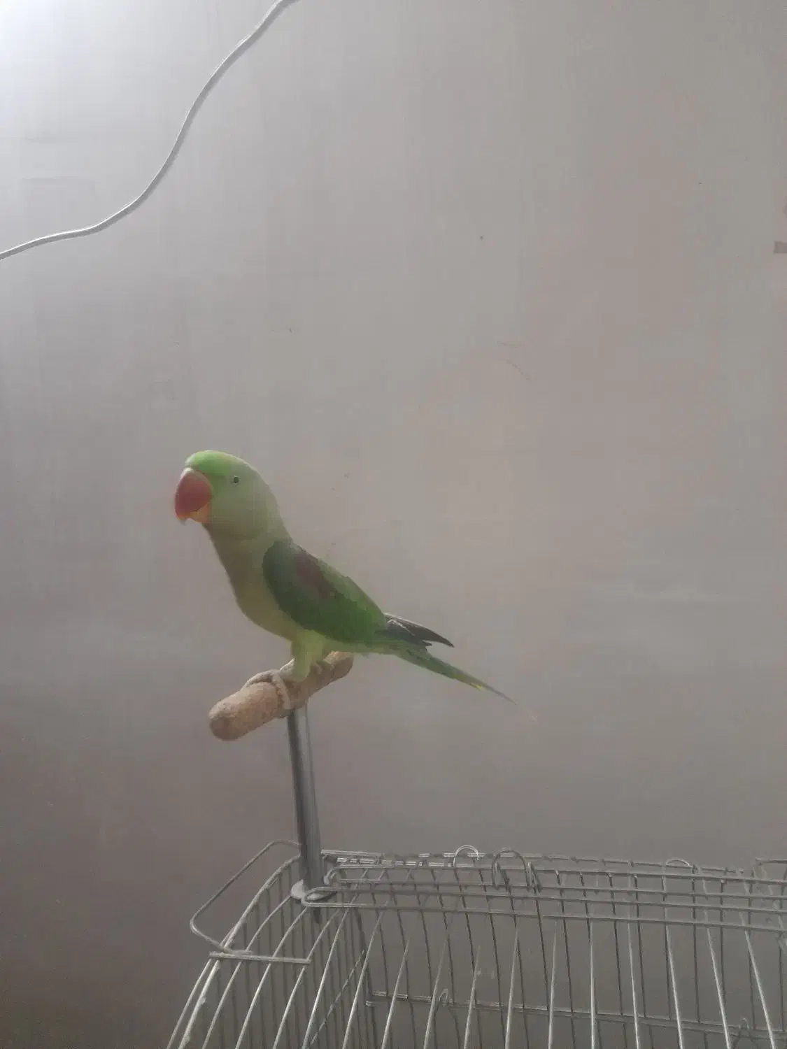 شاه طوطی|پرنده|قرچک, زیبا شهر|دیوار