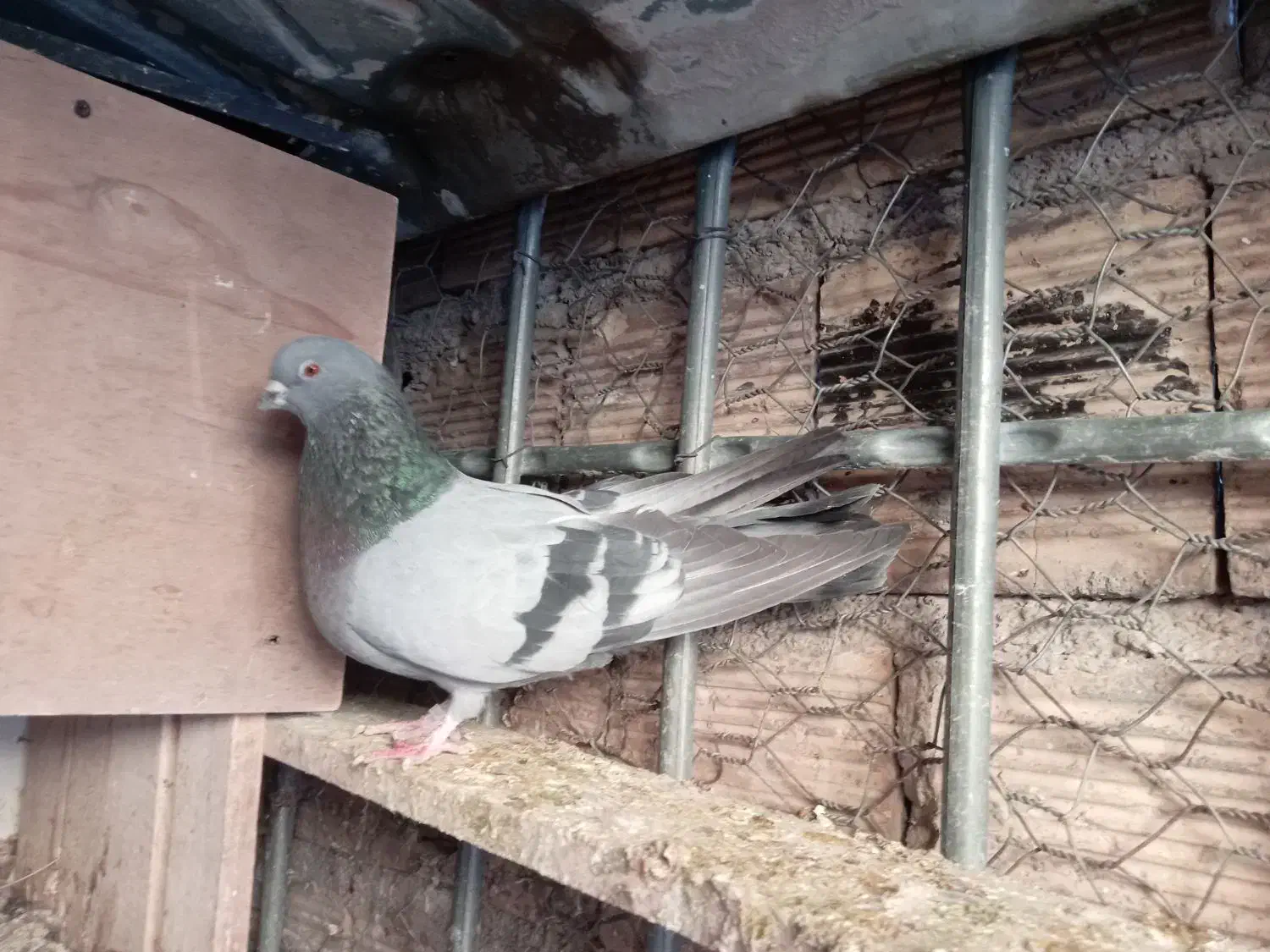 نر کوهی تهرانی شرورر|پرنده|خرم‌آباد, |دیوار