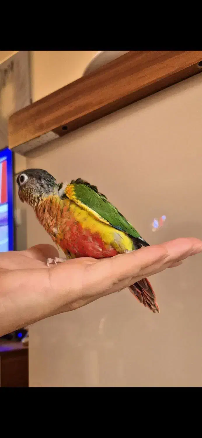 گرینچیک یلوساید|پرنده|تهران, سوهانک|دیوار