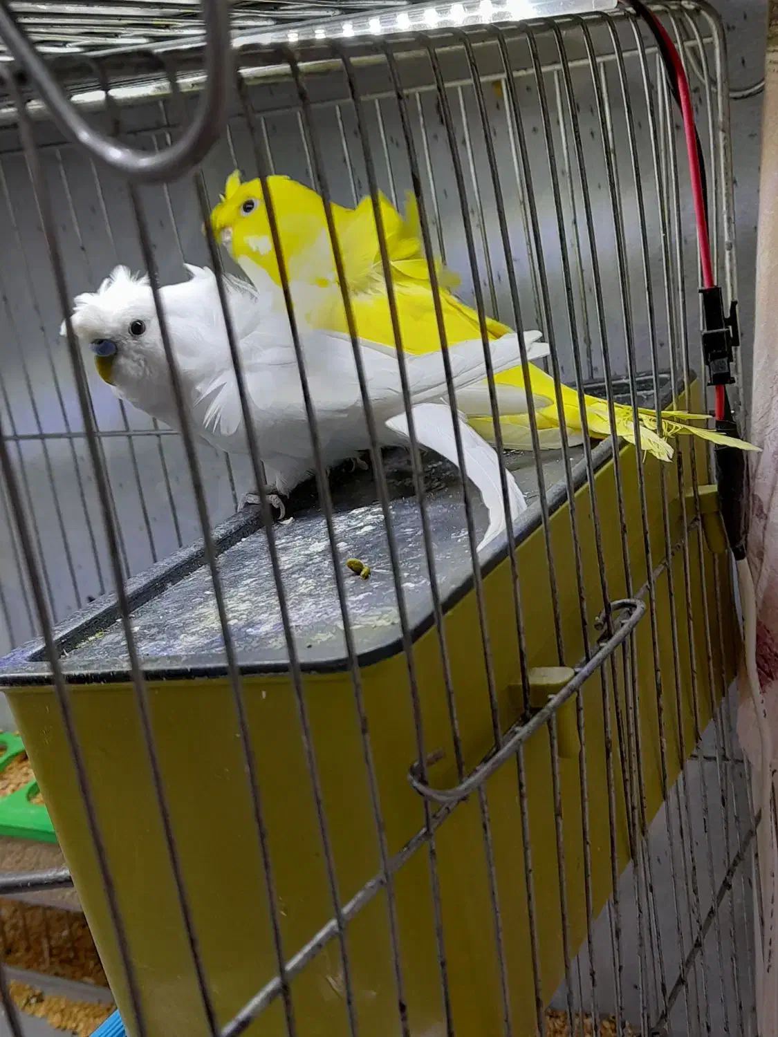 مرغ عشق پرواته ای معاوضه با فنچ نرگسی شکلاتی|پرنده|تبریز, |دیوار