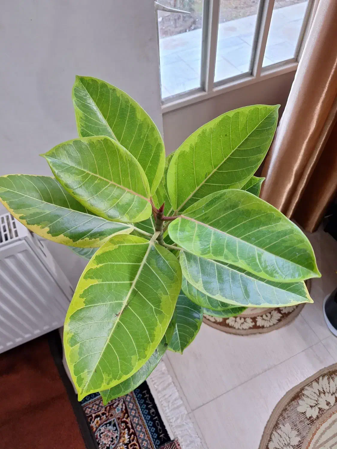 فیکوس شاداب ۱مترو ۲۰ سانت ارتفاع|گل و گیاه طبیعی|شاهین‌شهر, نسیم ۵|دیوار