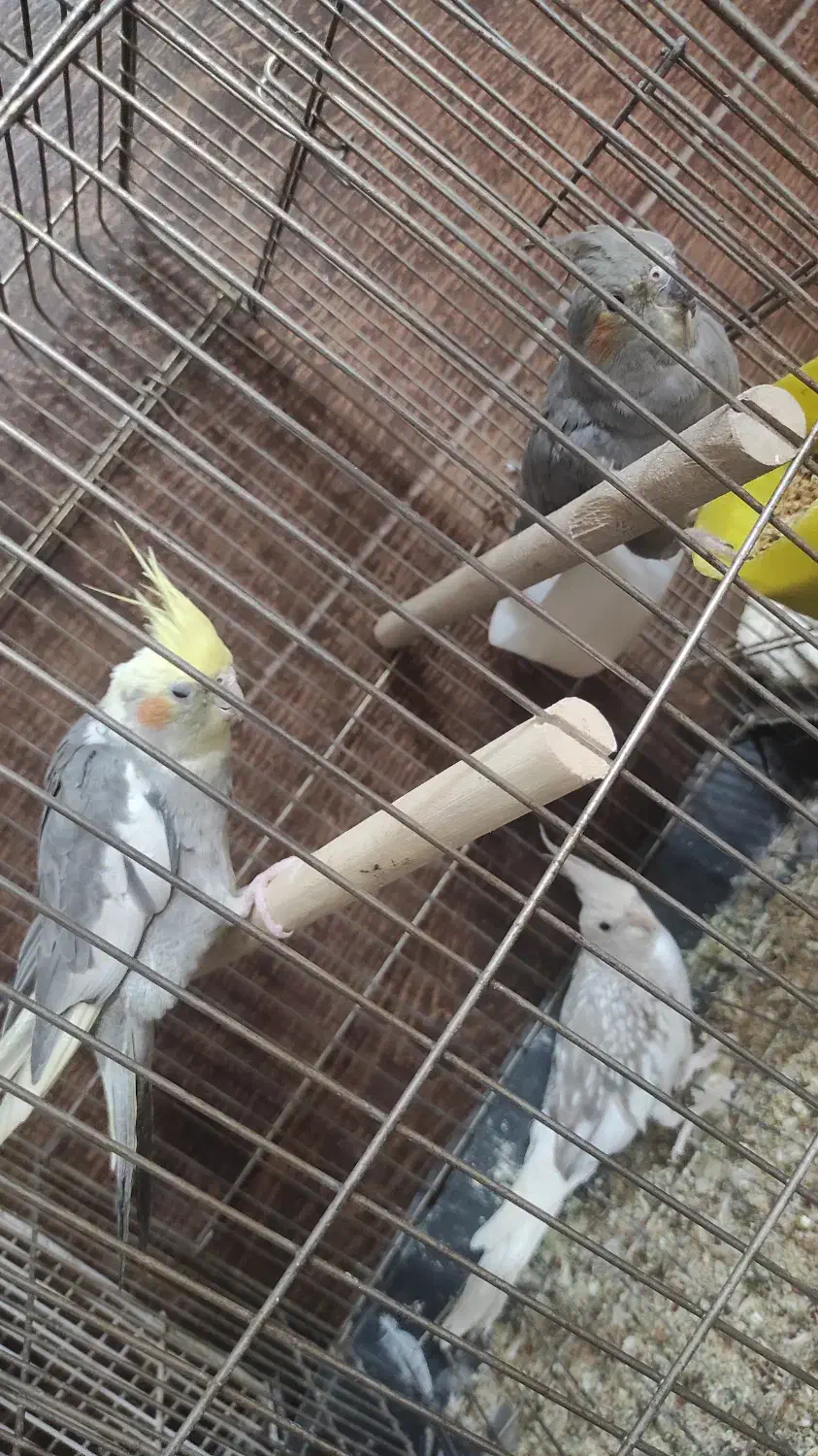 عروس هلندی|پرنده|بجنورد, |دیوار