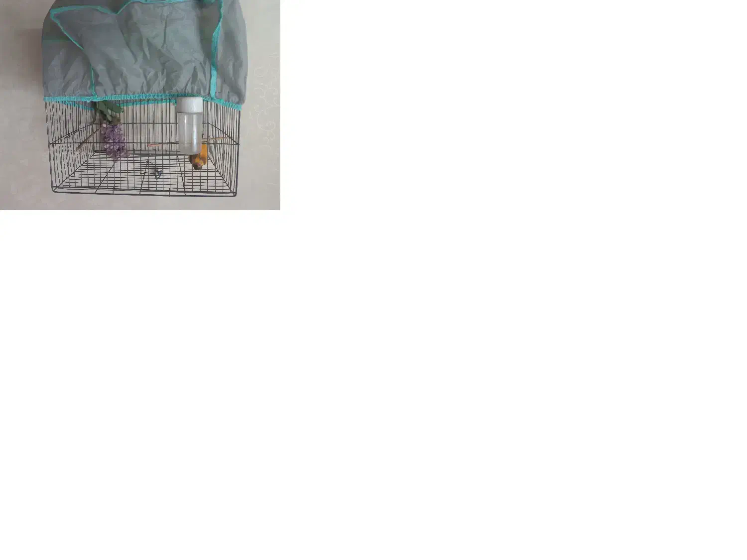 قناری بخون (شلاقی)  مست مست|پرنده|شاهین‌شهر, شهرک هشت بهشت|دیوار