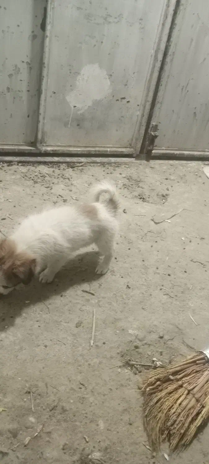 سلام بازیگوش|سگ|مشهد, ایوان|دیوار