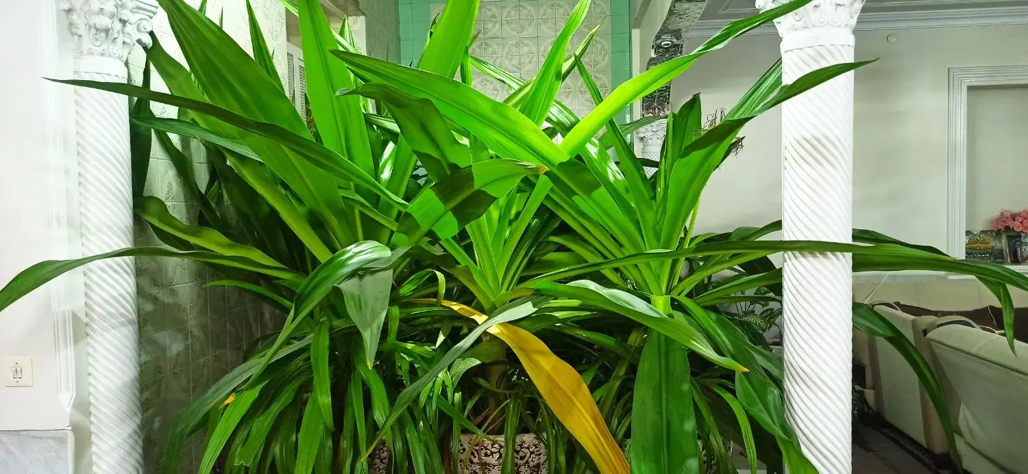 گل با گلدان|گل و گیاه طبیعی|یزد, |دیوار