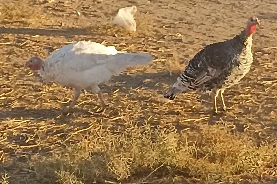 بوقلمون|حیوانات مزرعه|طاغنکوه, |دیوار