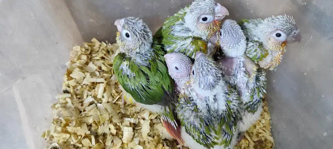 جوجه گیرینچیک|پرنده|هشتگرد, هیو|دیوار