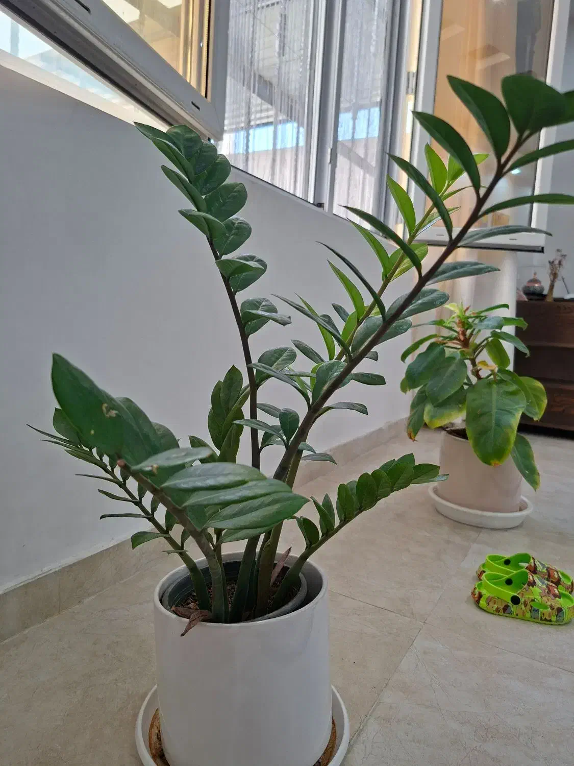 گل طبیعی|گل و گیاه طبیعی|جم, |دیوار