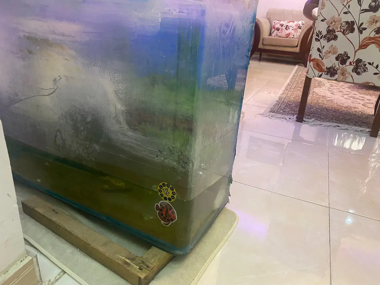 اکواریوم|ماهی|کن, |دیوار