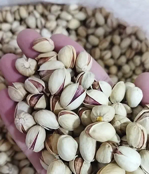 پسته فندقی|خوردنی و آشامیدنی|سلامی, |دیوار