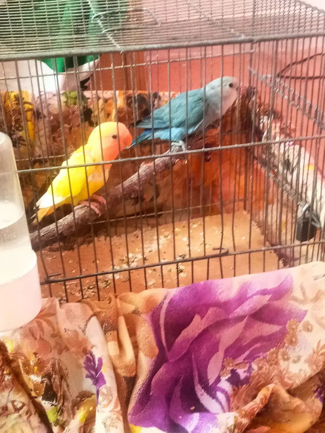 جوجه طوطی برزیل|پرنده|هشتگرد, شهرک ریحانه|دیوار