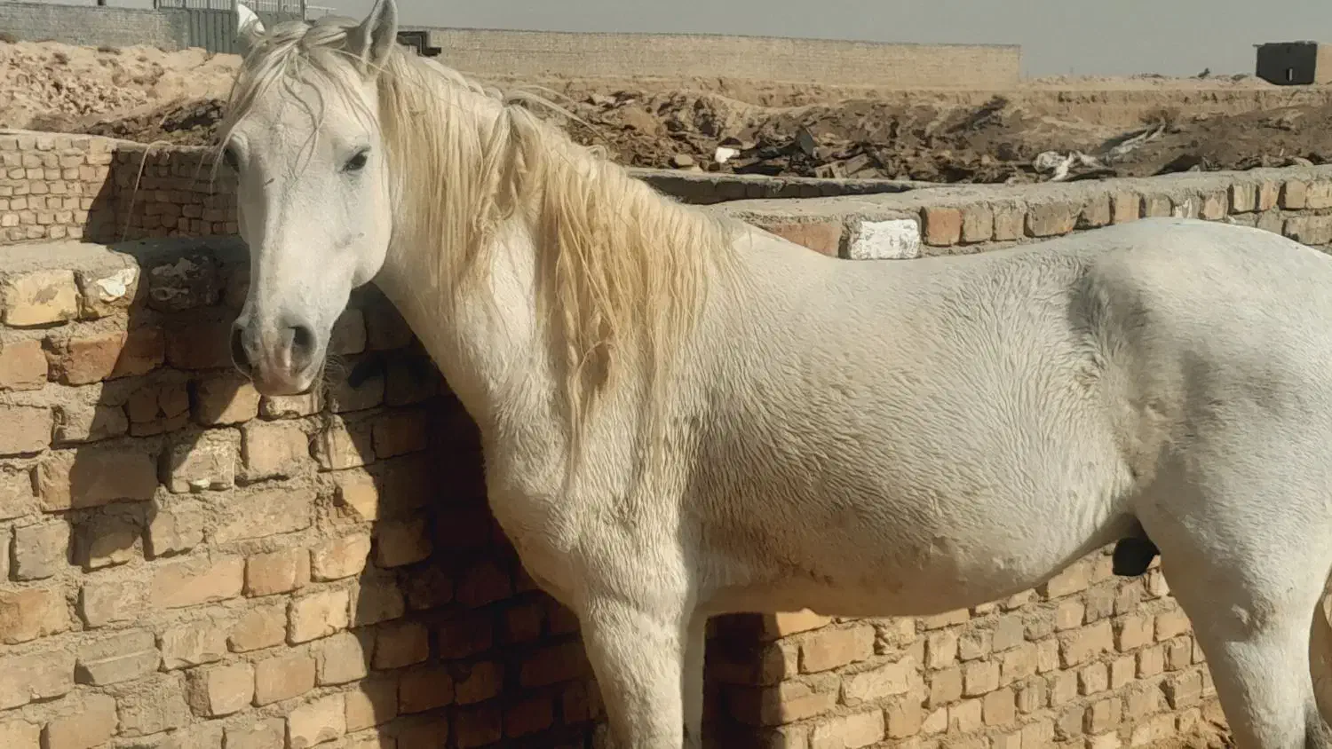 اسب عرب|اسب و تجهیزات اسب‌سواری|قنوات, |دیوار
