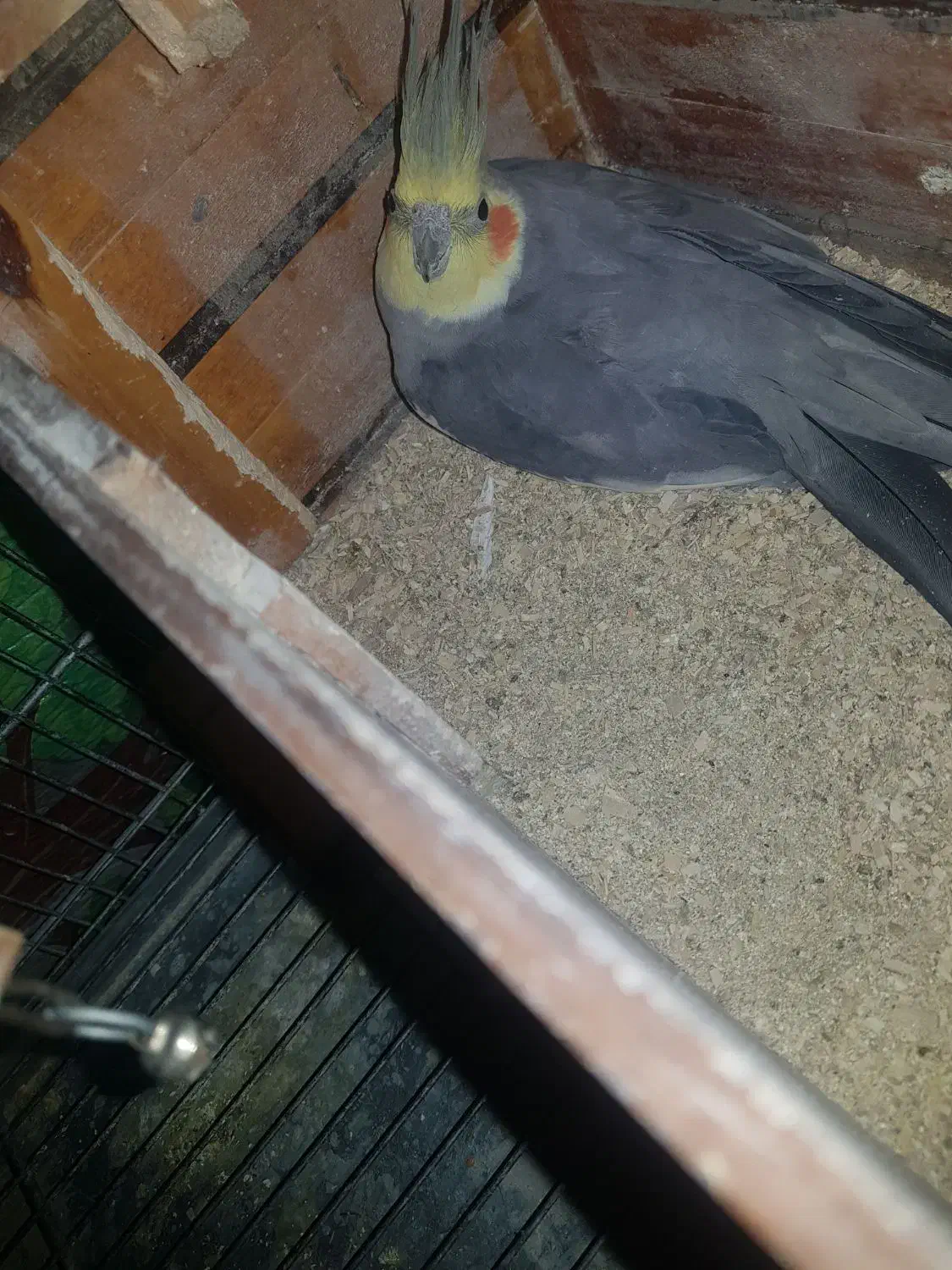 عروس هلندی|پرنده|برخوار, |دیوار