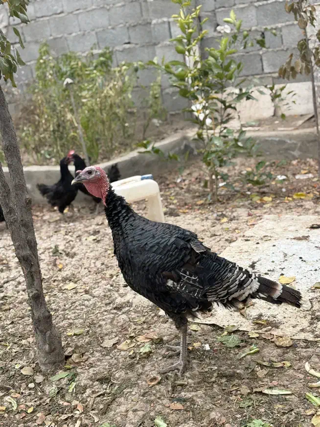 بوقلمون ارگانیک|حیوانات مزرعه|شهریار, شهرک امیریه|دیوار