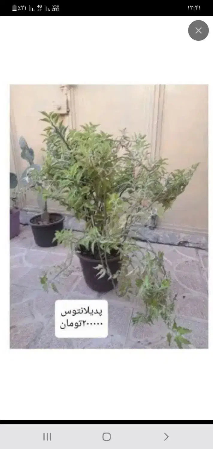 گل و گیاه طبیعی|گل و گیاه طبیعی|خوی, |دیوار