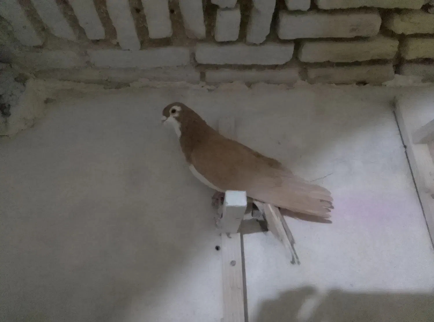 کفتر.|پرنده|شیراز, فخرآباد (دروازه کازرون)|دیوار