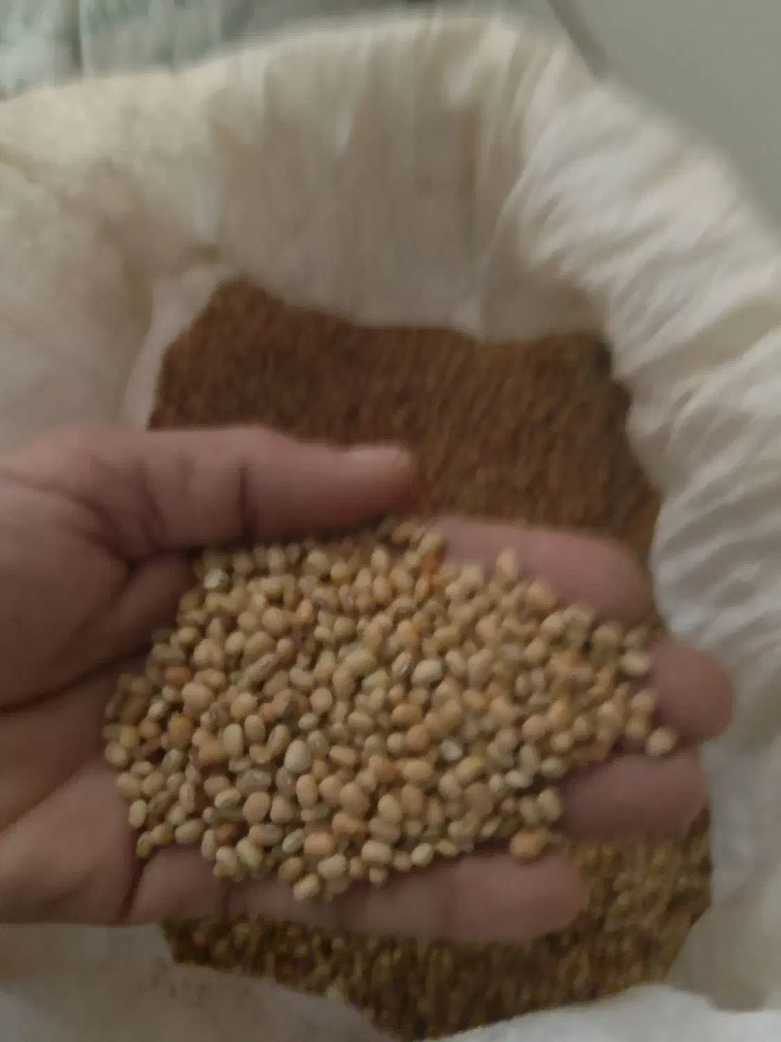 لوبیا محلی چشم بلبلی|خوردنی و آشامیدنی|کهنوج, |دیوار