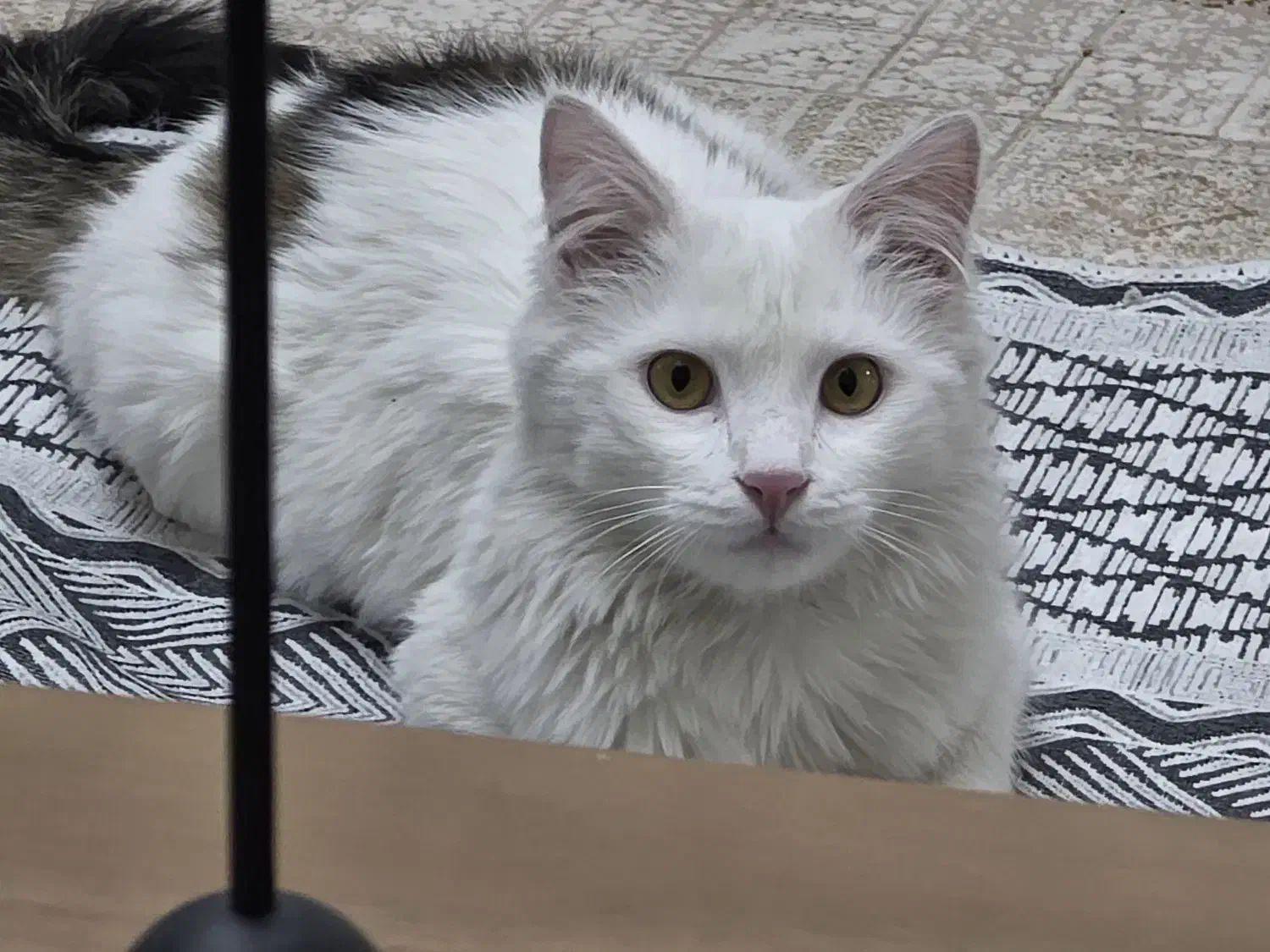 واگذاری گربه رایگان دی اس اچ لانگ هیر رایگان|گربه|تهران, تهرانسر غربی|دیوار