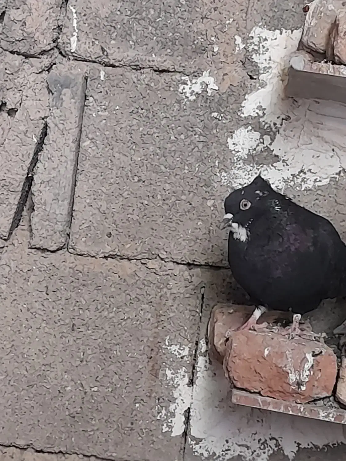 کبوتر زاغ دم سفید ماده|پرنده|ایلام, |دیوار