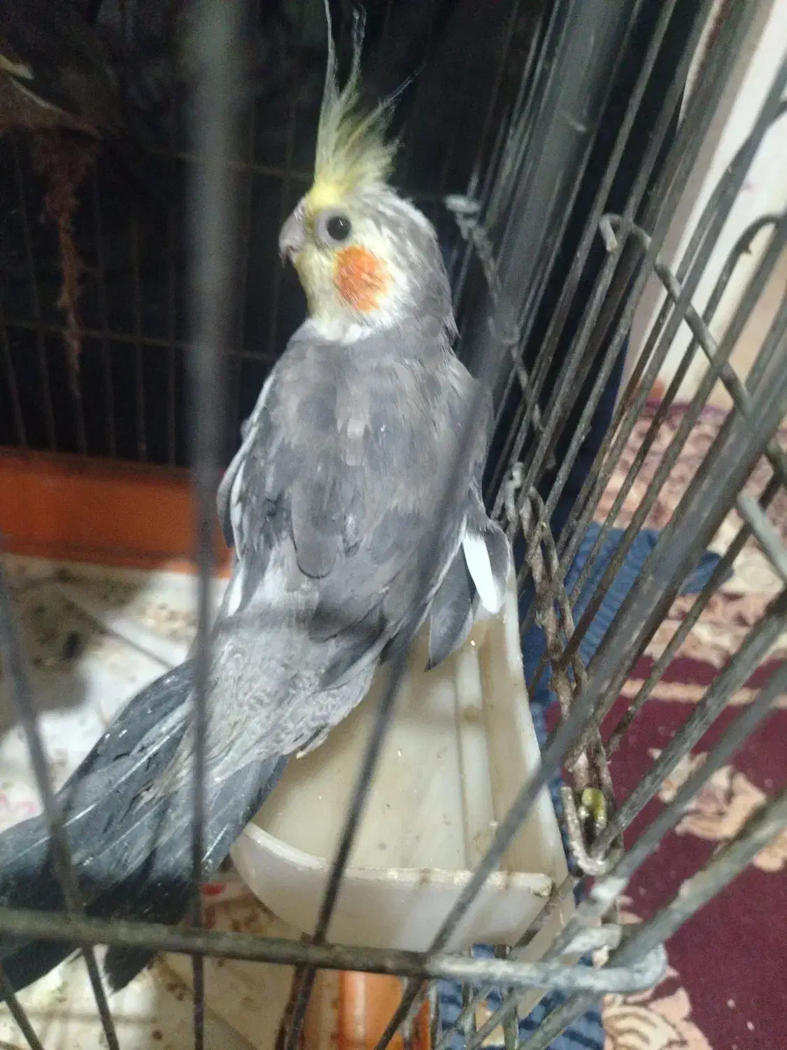 عروس هلندی|پرنده|ساوه, |دیوار