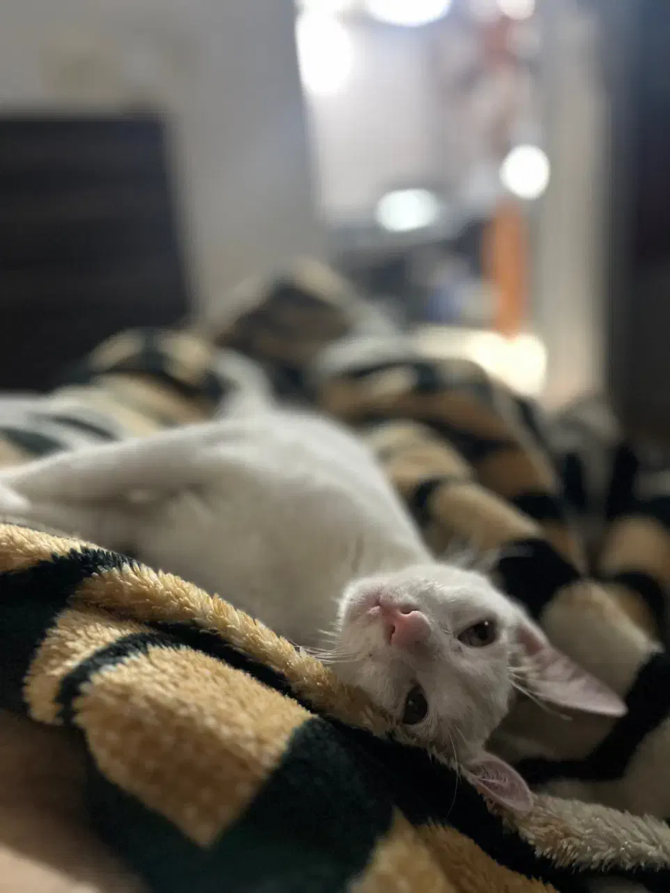 گربه سخنگو|گربه|گرگان, |دیوار