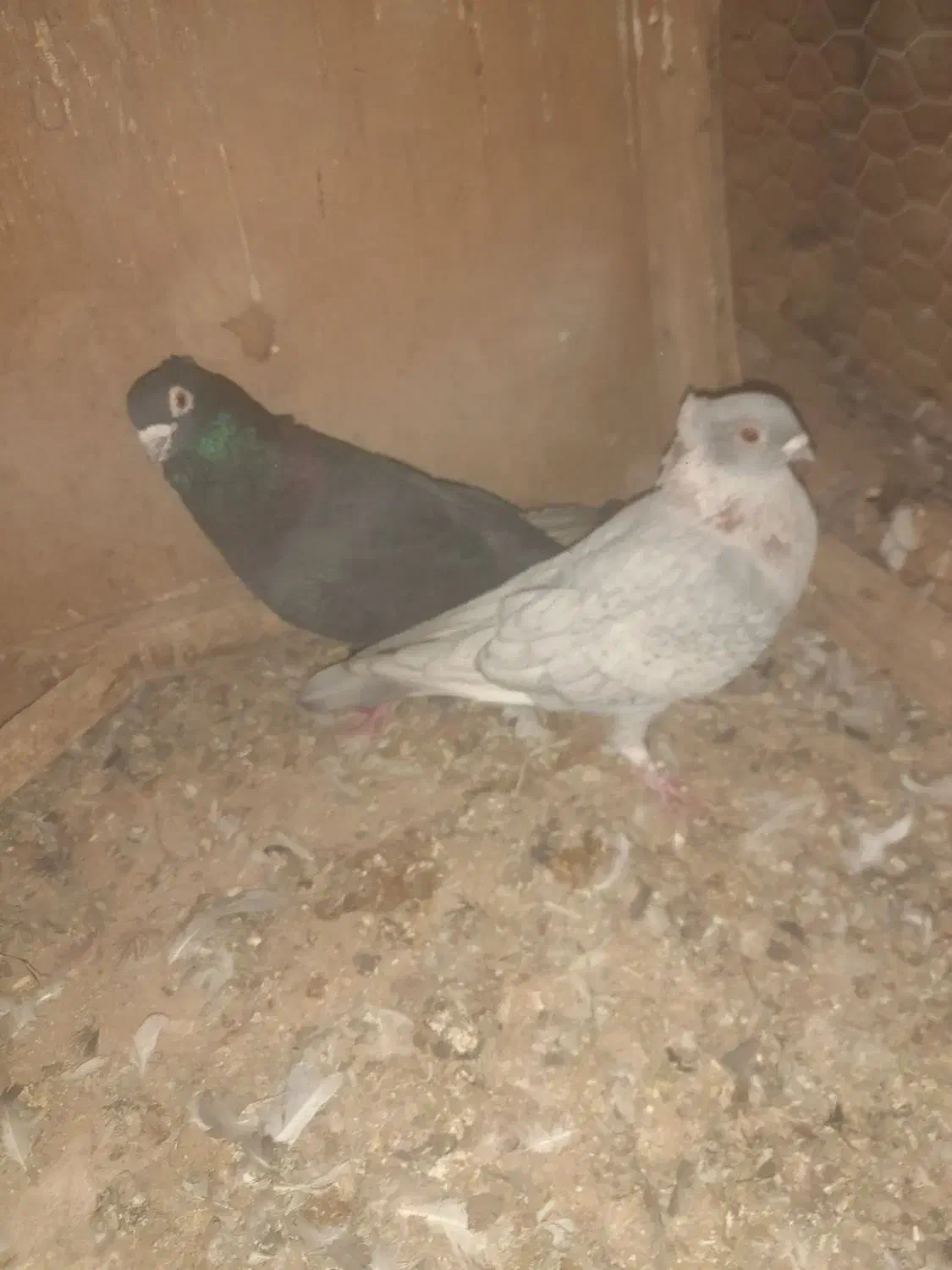 کفترپرشی ۲۴عددوجفتگاه.سارونقره ای|پرنده|باشتین, |دیوار