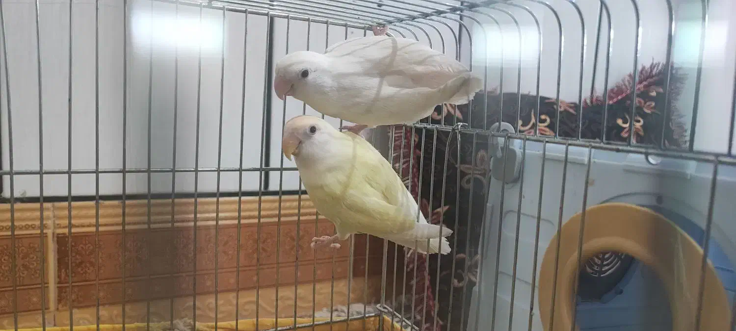 جفت طوطی برزیلی کار داده|پرنده|هندیجان, |دیوار