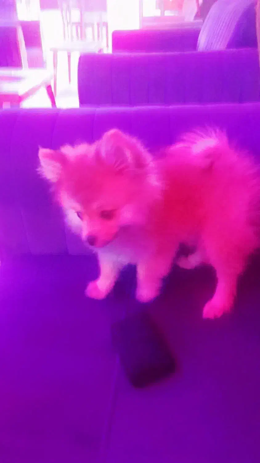 واگذاری پامر خرسی عروسکی اصیل|سگ|تهران, علم و صنعت|دیوار