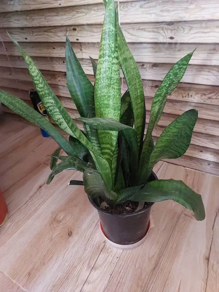 گل سانسوریا|گل و گیاه طبیعی|آستانه اشرفیه, |دیوار