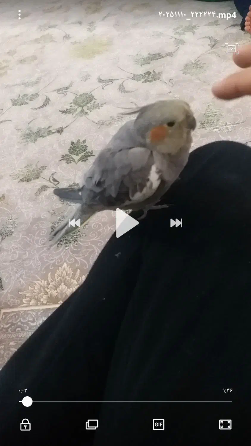 عروس هلندی دستی|پرنده|قم, پردیسان|دیوار