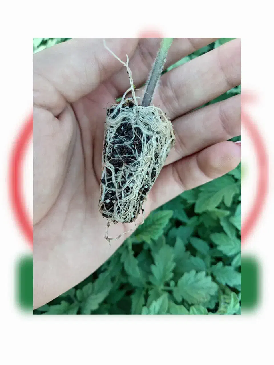 کشت نشاء گوجه فرنگی (گلخانه ای و فضای باز)|خدمات باغبانی و درختکاری|بندر کنگان, |دیوار