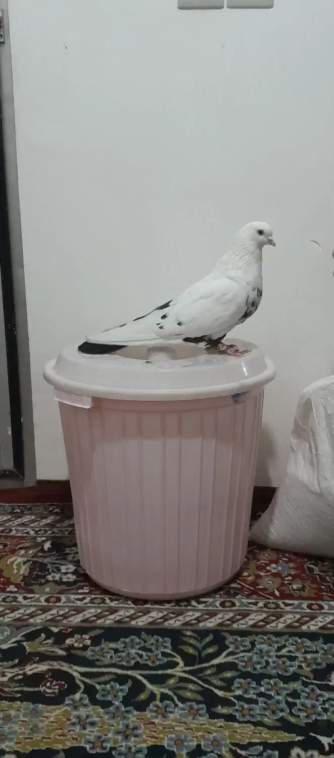 پرنده|پرنده|میاندوآب, |دیوار