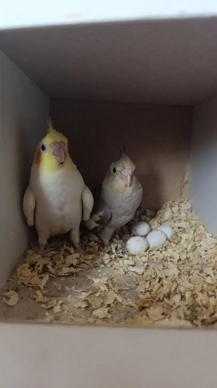 دو عدد جوجه عروس هلندی|پرنده|فردیس, شهرک شهید حسینی|دیوار