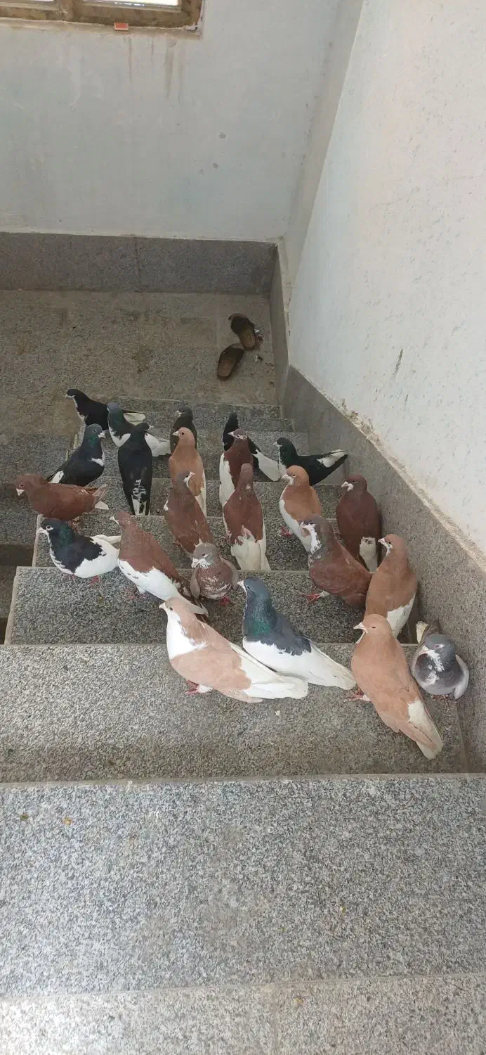 کفتر|پرنده|شیراز, شهرک قمشه|دیوار