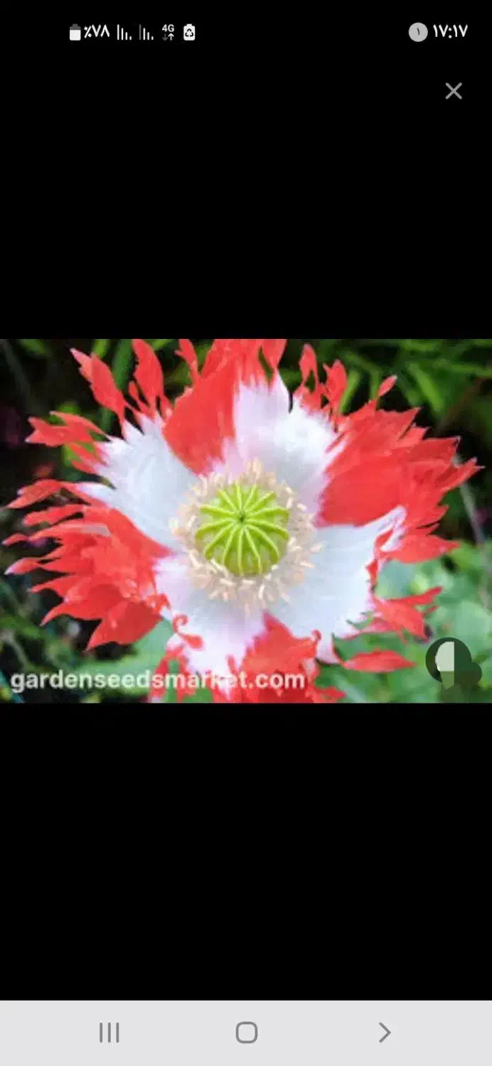 بذر خوارکی دارویی برا کاشت|گل و گیاه طبیعی|کوهدشت, |دیوار