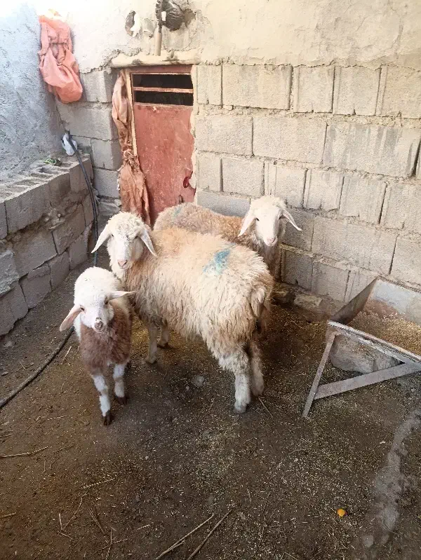 بره|حیوانات مزرعه|مانه, |دیوار