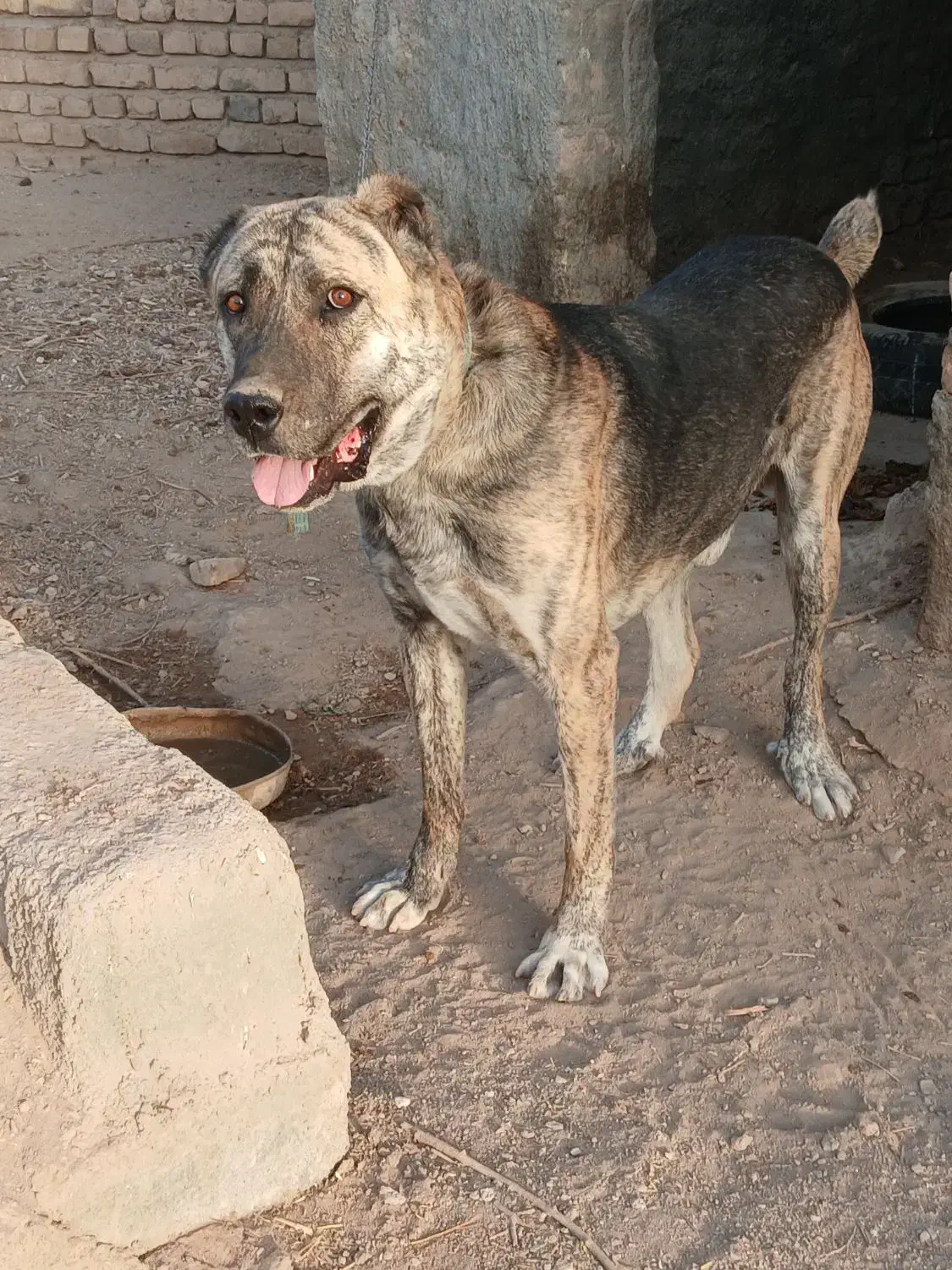 واگذاری سگ افغان|سگ|گناباد, |دیوار