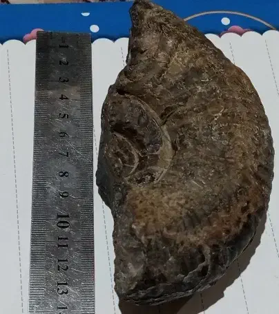 فسیل آمونیت موجود دریایی|کلکسیون اشیاء عتیقه|تربت جام, اسماعیل آباد|دیوار