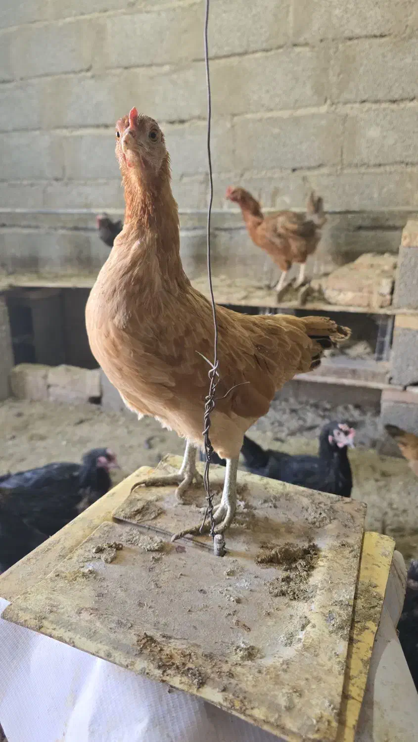 فروش مرغ و خروس گلین.مرندی و گلپایگان|حیوانات مزرعه|خوسف, |دیوار