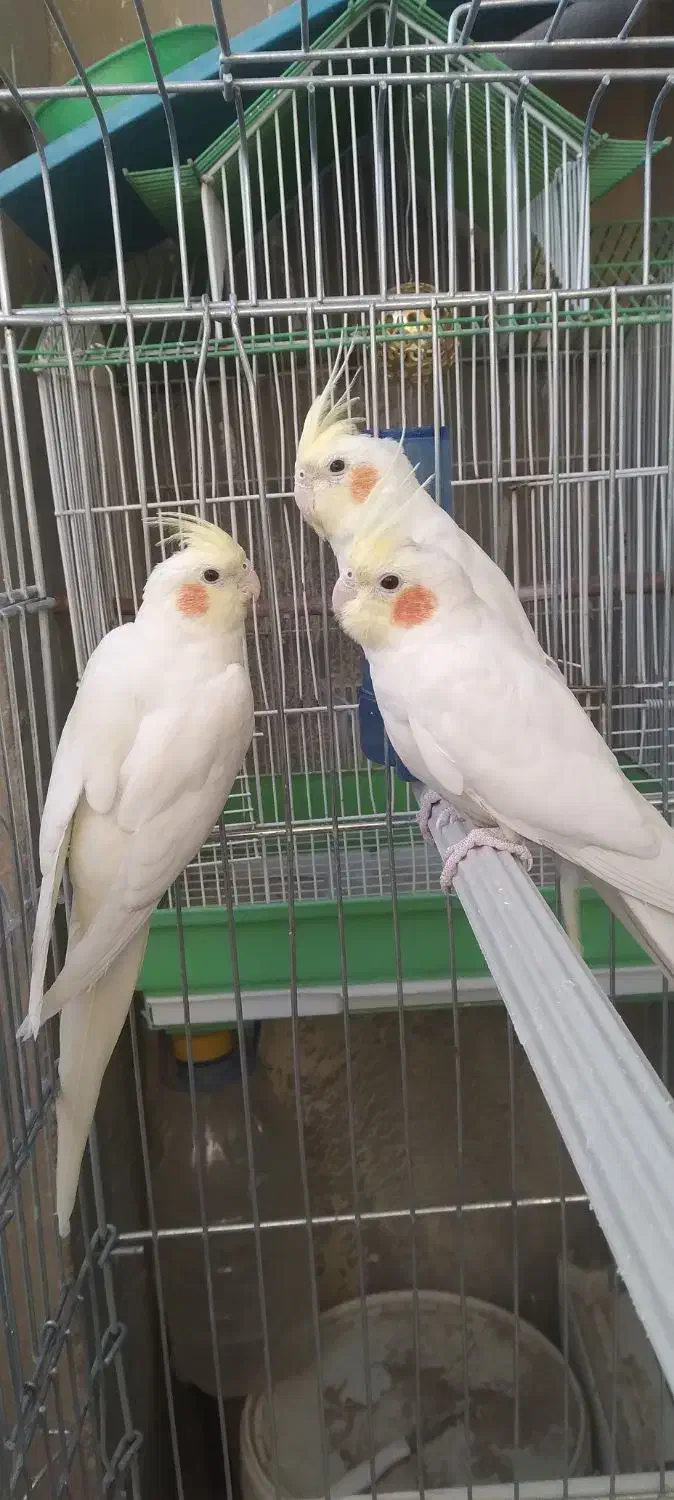 فروش عروس هلندی|پرنده|پاکدشت, پاکدشت (مامازند)|دیوار