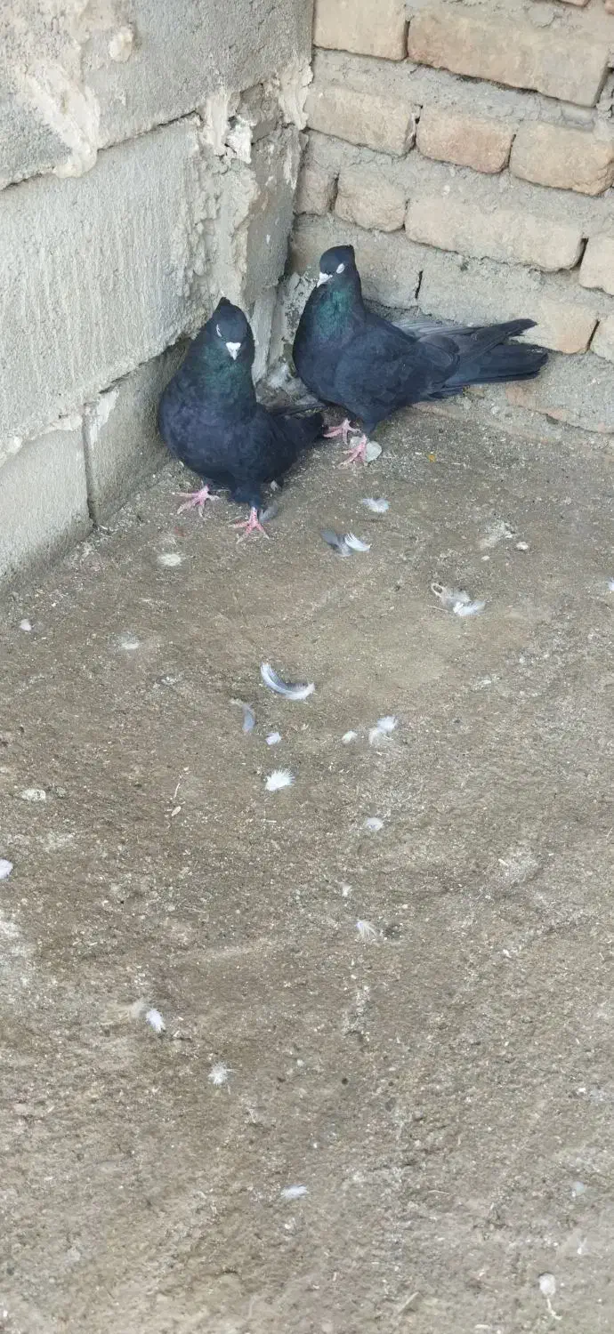 طوقی سیاه|پرنده|میاندوآب, |دیوار