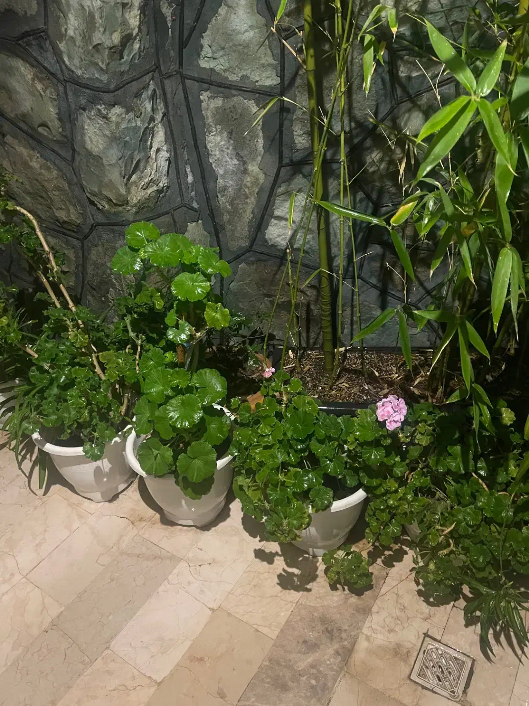 گلدان های گندمی|گل و گیاه طبیعی|تهران, دربند|دیوار